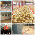 High Quality Automatic Poultry Equipment for Broiler From China